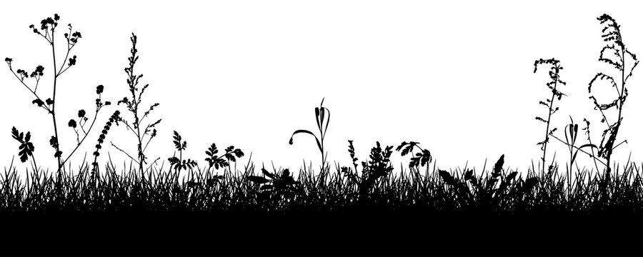 Meadow, silhouettes of grass, weeds, plants. Vector illustration.