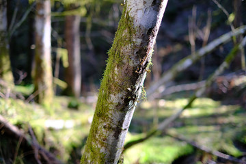 Moss covered tree in the woods