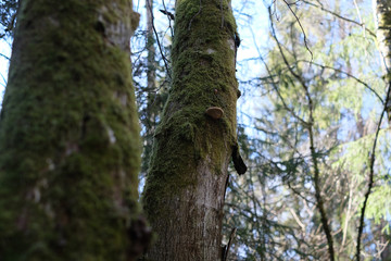 Mos covered trees in the shadow
