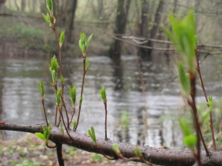 tree in water