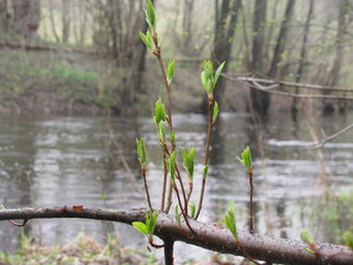 tree in pond