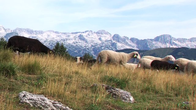 Sheep walking on mountain pasture, Julian alps in background, sunny summer day