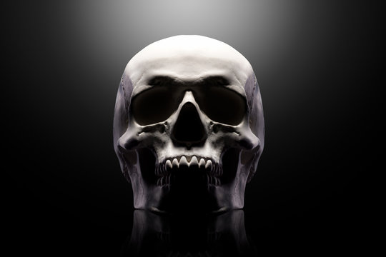 Front view of gypsum model of the human skull isolated on black background