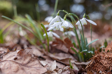 Snowdrop spring flowers. Delicate Snowdrop flower is one of the spring symbols telling us winter is leaving and we have warmer times ahead. Fresh green well complementing the white Snowdrop blossoms.