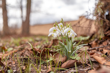 Snowdrop spring flowers. Delicate Snowdrop flower is one of the spring symbols telling us winter is leaving and we have warmer times ahead. Fresh green well complementing the white Snowdrop blossoms.