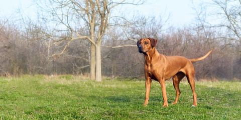 Rhodesian ridgeback hunting dog standing at forest meadow