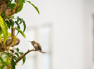 Hummingbird sitting on a branch in San Francisco