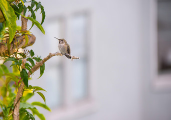 Hummingbird sitting on a branch in the city