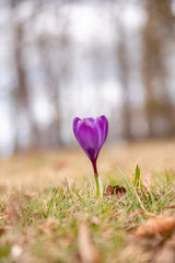 Blooming violet purple crocuses in spring.