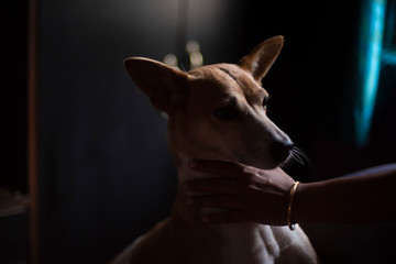 Portrait of a beautiful cute Indian breed domestic dog in a nice mood to play with her owner and being pampered. Indian breed dogs