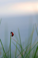 Coccinelle à sept points
