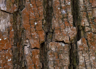 Oak bark macro, tree trunk close-up, texture, wallpaper