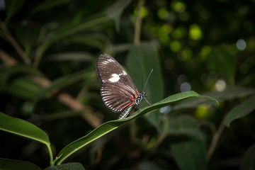 macro papillon de profil