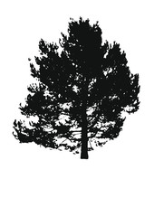 Pine tree silhouette