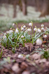 Beautiful blooming of White spring snowflake flowers in springtime. Snowflake also called Summer Snowflake or Loddon Lily or Leucojum vernum on a beautiful background of similar flowers in the forest