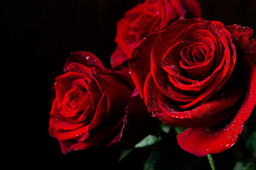 Beautiful red roses with drops of water on black background.