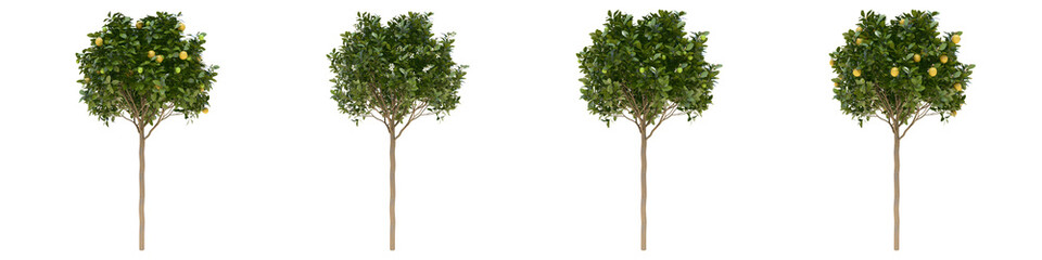 Orange young grown real trees isolated on alpha channel with clipping path. Citrus × Sinensis in all seasons.3d rendering for digital composition.