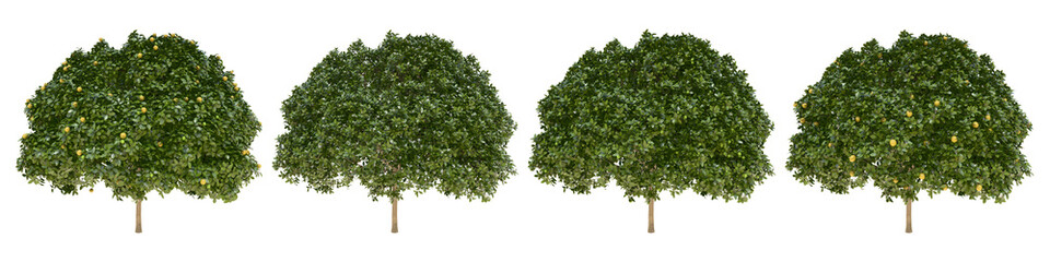 Fototapeta premium Orange middle-size real trees isolated on alpha channel with clipping path. Citrus × Sinensis in all seasons.3d rendering for digital composition.