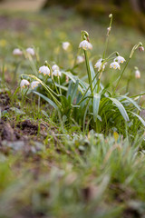 Beautiful blooming of White spring snowflake flowers in springtime. Snowflake also called Summer Snowflake or Loddon Lily or Leucojum vernum on a beautiful background of similar flowers in the forest