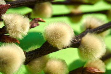 close up of Easter plants on a paper green background