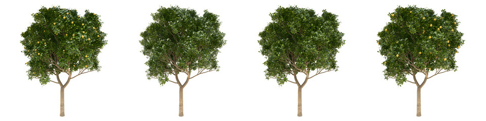Orange full-size real trees isolated on alpha channel with clipping path. Citrus × Sinensis in all seasons.3d rendering for digital composition.