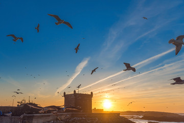 Panorama view sunset with flying seagull and the silhouette from the old Fort, Essaouira, Morocco.