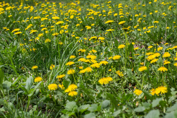 Meadow with yellow dandelions. Spring flowers