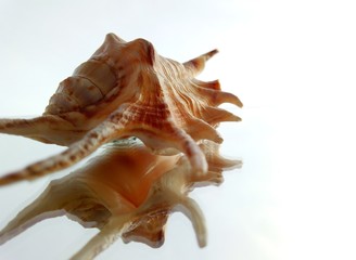 a beautiful pink shell with sharp spikes lies on a mirror surface on a light background in a macro photo