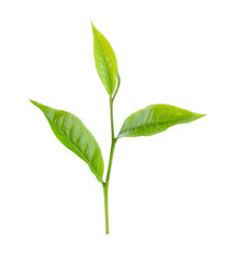fresh green tea leaf isolated on white background