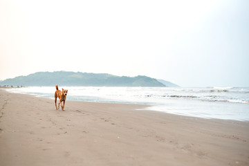 Dog walk the beach near mountain