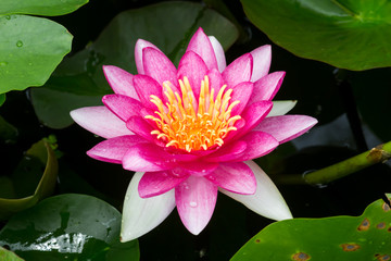 Beautiful lotus flower or Water lily on the water in a park close-up.