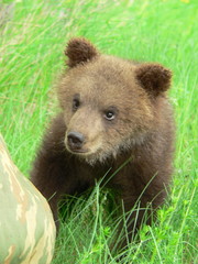 Young cub of brown bear (Ursus arctos) posing and playing in flower forest in spring