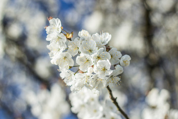Closer look at a cherry blossom with a blue sky background in a sunny April day. Selective focus. Spring card.