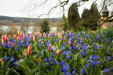 Closer look at the first tulips on the Mainau Island in March. Selective focus. Spring card.