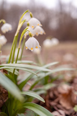 Beautiful blooming of White spring snowflake flowers in springtime. Snowflake also called Summer Snowflake or Loddon Lily or Leucojum vernum on a beautiful background of similar flowers in the forest