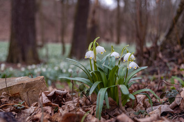 Beautiful blooming of White spring snowflake flowers in springtime. Snowflake also called Summer Snowflake or Loddon Lily or Leucojum vernum on a beautiful background of similar flowers in the forest