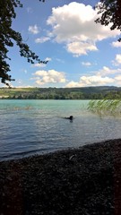 Fototapeta na wymiar Dog playing in a lake