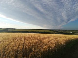 landscape with wheat field and blue sky