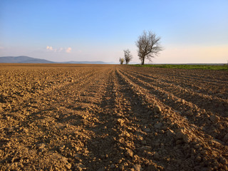 Plowed field in the field with a tree and sky