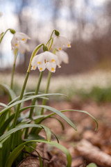 Beautiful blooming of White spring snowflake flowers in springtime. Snowflake also called Summer Snowflake or Loddon Lily or Leucojum vernum on a beautiful background of similar flowers in the forest