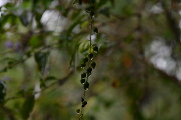 branch with fruits in tropical rain on a dark background