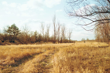 Obraz premium Spring landscape. Leafless trees in a field with yellow dry grass on a sunny spring day