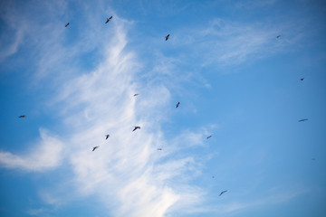 seagulls enjoy the good weather