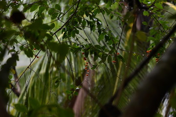 branch with fruits in tropical rain on a dark background