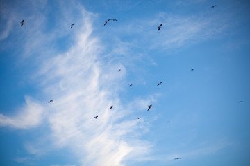 seagulls enjoy the good weather