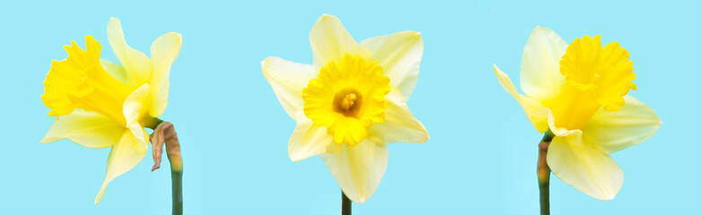 Three narcissuses on blue background. Flowers background.