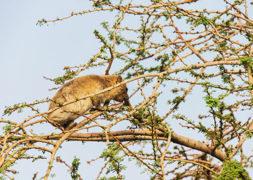 The rock hyrax sitting on a tree in the Ein Gedi National Park
