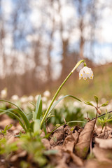 Beautiful blooming of White spring snowflake flowers in springtime. Snowflake also called Summer Snowflake or Loddon Lily or Leucojum vernum on a beautiful background of similar flowers in the forest
