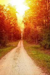 Straight path through the forest on a sunny summer evening