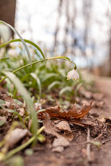 Beautiful blooming of White spring snowflake flowers in springtime. Snowflake also called Summer Snowflake or Loddon Lily or Leucojum vernum on a beautiful background of similar flowers in the forest